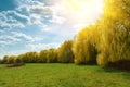 Spring weeping willow trees with sunlight rays in park. Spring background. Copy space Royalty Free Stock Photo