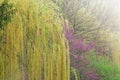 Spring, Weeping Willows and Redbud in Fog Royalty Free Stock Photo