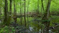 Spring wet deciduous forest with standing water