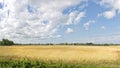 Spring wheat field