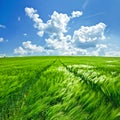 Spring wheat field with green rye and beautiful blue sky full of clouds Royalty Free Stock Photo