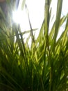 Spring Wheat Grass Dancing with the Sun