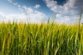 Spring wheats field with clouds on blue sky Royalty Free Stock Photo