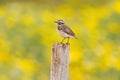 Spring Whinchat Royalty Free Stock Photo