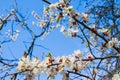 Spring white apple blossom against blue sky. Spring cherry blossoms on blue background for postcard or banner. Beautiful floral Royalty Free Stock Photo