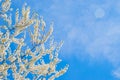 Spring white apple blossom against blue sky. Spring cherry blossoms on blue background for postcard or banner. Beautiful floral Royalty Free Stock Photo