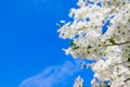 Spring white apple blossom against blue sky. Spring cherry blossoms on blue background for postcard or banner. Beautiful floral Royalty Free Stock Photo