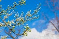 Spring white apple buds against blue sky. Spring cherry blossoms on blue background for postcard or banner. Beautiful floral Royalty Free Stock Photo