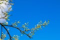 Spring white apple buds against blue sky. Spring cherry blossoms on blue background for postcard or banner. Beautiful floral Royalty Free Stock Photo