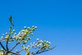 Spring white apple buds against blue sky. Spring cherry blossoms on blue background for postcard or banner. Beautiful floral Royalty Free Stock Photo