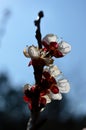 Spring white apricot flower Royalty Free Stock Photo