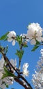 spring white apricot flowers with bees Royalty Free Stock Photo