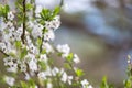 Spring white flower and sun