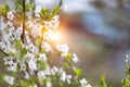 Spring white flower and sun