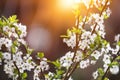 Spring white flower and sun Royalty Free Stock Photo