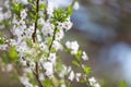 Spring white flower and sun