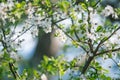 Spring white flower and sun