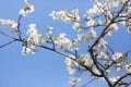 Spring white flower and sun