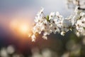 Spring white flower and sun