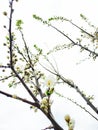 Spring white blooming cherry blossoms against the sky Royalty Free Stock Photo