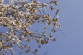 The spring white blossom against blue sky. Almond tree at spring, fresh white flowers on the branch of fruit tree Royalty Free Stock Photo