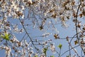 The spring white blossom against blue sky. Almond tree at spring, fresh white flowers on the branch of fruit tree Royalty Free Stock Photo