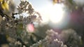 Spring white blossom of cherry tree, California, USA. Delicate tender sakura flowers of pear, apple or apricot Royalty Free Stock Photo