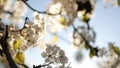 Spring white blossom of cherry tree, California, USA. Delicate tender sakura flowers of pear, apple or apricot Royalty Free Stock Photo