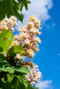 Spring white blossom of chesnut trees and pollination on flowers by bees