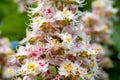 Spring white blossom of chesnut trees and pollination on flowers by bees
