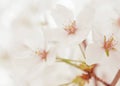 Spring white blossom flower close up Royalty Free Stock Photo