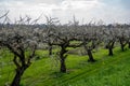 Spring white blossom of plum prunus tree, orchard with fruit trees in Betuwe, Netherlands in april Royalty Free Stock Photo