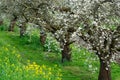 Spring white blossom of old plum prunus tree, orchard with fruit trees in Betuwe, Netherlands in april Royalty Free Stock Photo