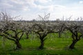 Spring white blossom of old plum prunus tree, orchard with fruit trees in Betuwe, Netherlands in april Royalty Free Stock Photo