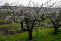 Spring white blossom of old plum prunus tree, orchard with fruit trees in Betuwe, Netherlands in april Royalty Free Stock Photo