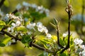 Spring white blossom of plum or pear trees in orchard, close up Royalty Free Stock Photo