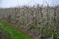 Spring white blossom of old plum prunus tree, orchard with fruit trees in Betuwe, Netherlands in april Royalty Free Stock Photo