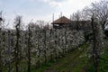 Spring white blossom of plum prunus tree, orchard with fruit trees in Betuwe, Netherlands in april Royalty Free Stock Photo