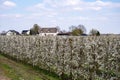 Spring white blossom of old plum prunus tree, orchard with fruit trees in Betuwe, Netherlands in april Royalty Free Stock Photo