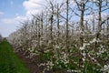 Spring white blossom of old plum prunus tree, orchard with fruit trees in Betuwe, Netherlands in april Royalty Free Stock Photo