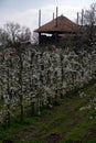 Spring white blossom of old plum prunus tree, orchard with fruit trees in Betuwe, Netherlands in april Royalty Free Stock Photo