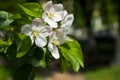 Spring white blossoms. Flowering apple tree branch in the garden. Selective focus Royalty Free Stock Photo
