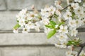 Spring background. Spring white blossoms. Flowering tree branch against the soft wall. Copyspace Royalty Free Stock Photo
