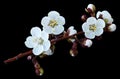 Spring white-blue flowers on a branch isolated on black background with clipping path without shadows. Close-up. Flowers of aprico Royalty Free Stock Photo