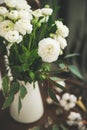 Spring white buttercup flowers in enamel jug with curtain behind Royalty Free Stock Photo