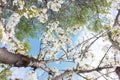 Spring white cherry blossom, almond blossom sky background. stretch ceiling picture Royalty Free Stock Photo