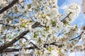 Spring white cherry blossom, almond blossom sky background. stretch ceiling picture Royalty Free Stock Photo