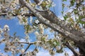 Spring white cherry blossom, almond blossom sky background. stretch ceiling picture Royalty Free Stock Photo