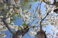 Spring white cherry blossom, almond blossom sky background. stretch ceiling picture Royalty Free Stock Photo