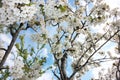 Spring white cherry blossom, almond blossom sky background. stretch ceiling picture Royalty Free Stock Photo